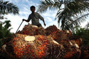1405kelapa-sawit