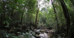 Lahan-Gambut-di-kalimantan